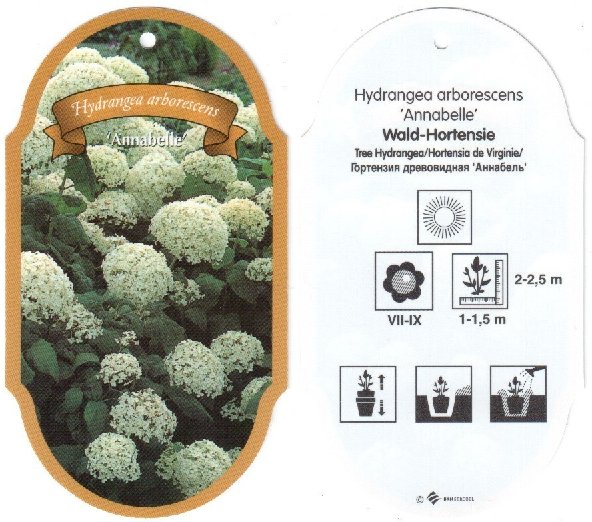 Файл:Hydrangea arborescens Annabelle label 2012 05 01.jpg