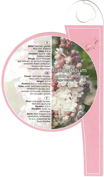 Файл:Syringa vulgaris Красавица Москвы label2 2011 02 12.jpg