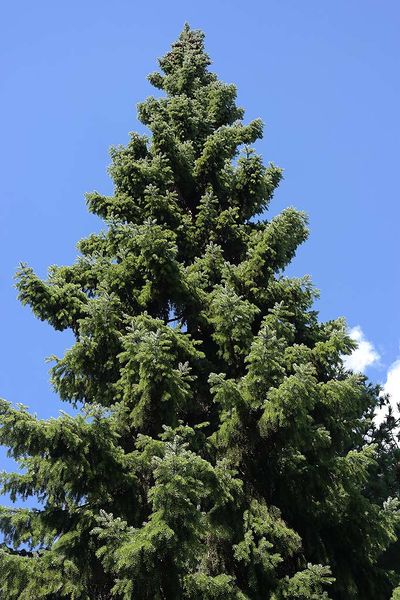 Файл:Picea omorica вблизи СПб 2015-08-23.jpg