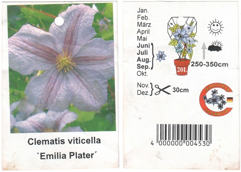 Файл:Clematis viticella Emilia Plater label 2011 02 13.jpg