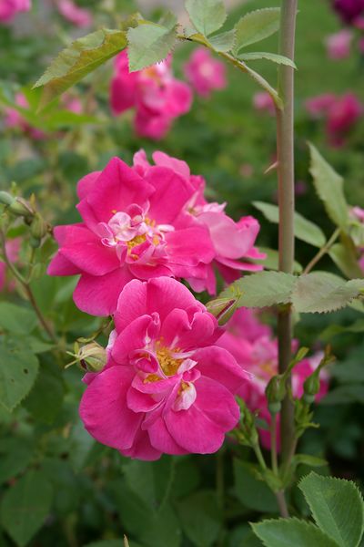 Файл:Rosa William Baffin цветок 2022-07-05.jpg
