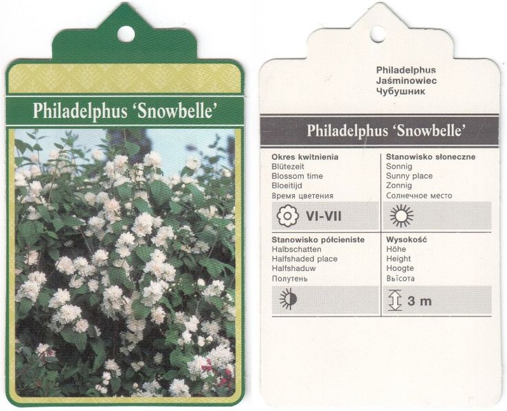 Файл:Philadelphus Snowbelle label 2011 02 13.jpg