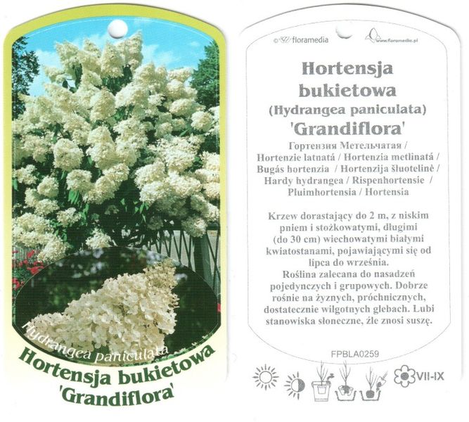 Файл:Hydrangea paniculata Grandiflora label 2011 05 04.jpg