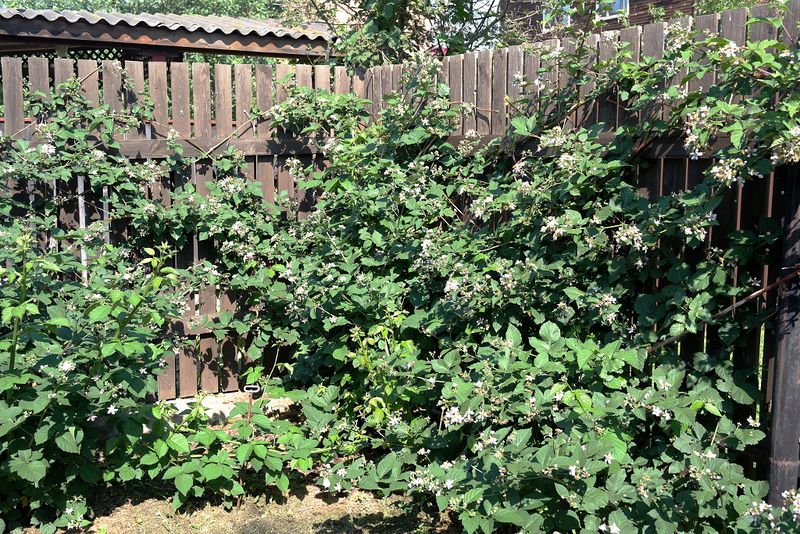Файл:Rubus Thornfree 2016-07-03.jpg