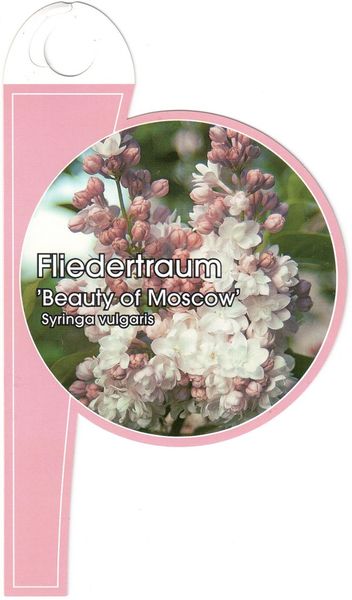 Файл:Syringa vulgaris Красавица Москвы label1 2011 02 12.jpg