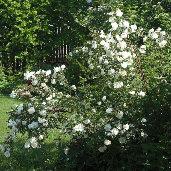 Файл:Rosa spinosissima Double White куст 2020-06-18.jpg