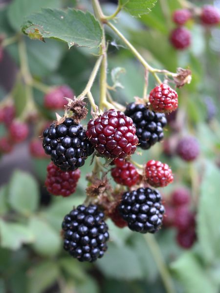 Файл:Rubus Thorn Free fruits 2014-08-31.jpg
