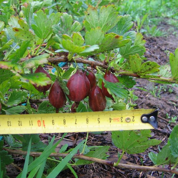 Файл:Ribes uva-crispa №2011-1 2012 07 21.jpg