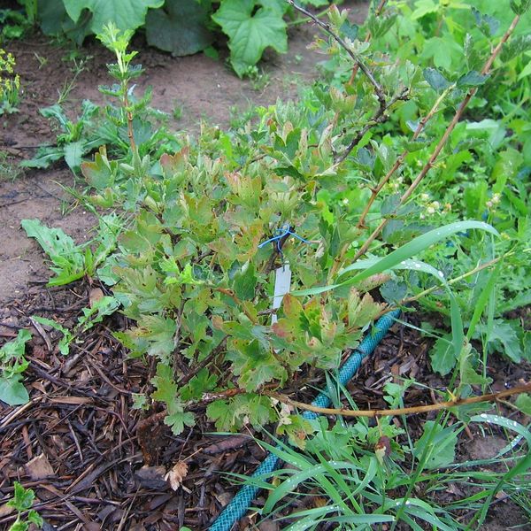 Файл:Ribes uva-crispa №2011-5 2012 07 21.jpg