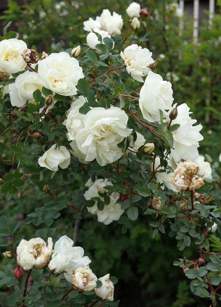 Файл:Rosa spinosissima Double White цветки 2020-06-15.jpg