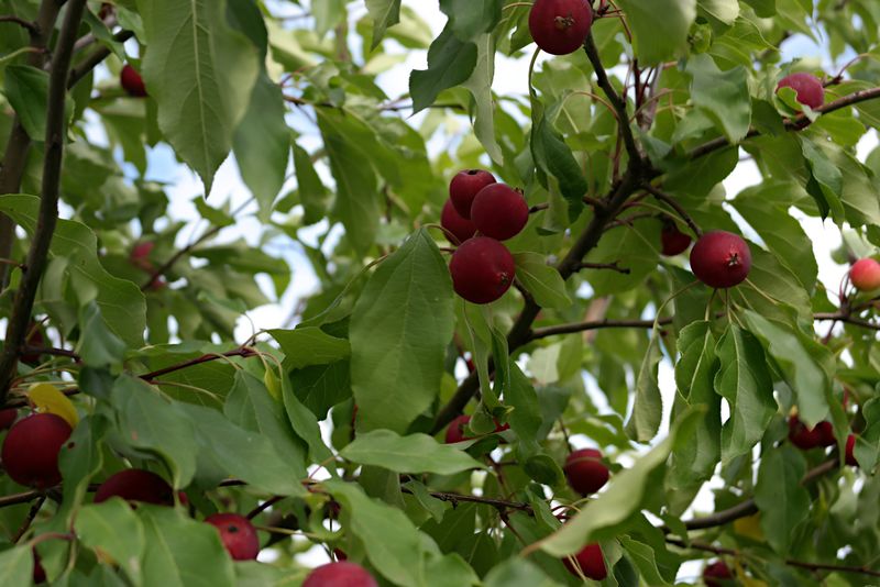Файл:Яблоня Долго плоды 2019-08-24.jpg