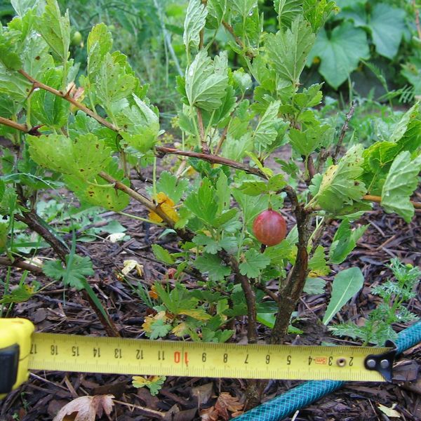 Файл:Ribes uva-crispa №2011-4 2012 07 21.jpg