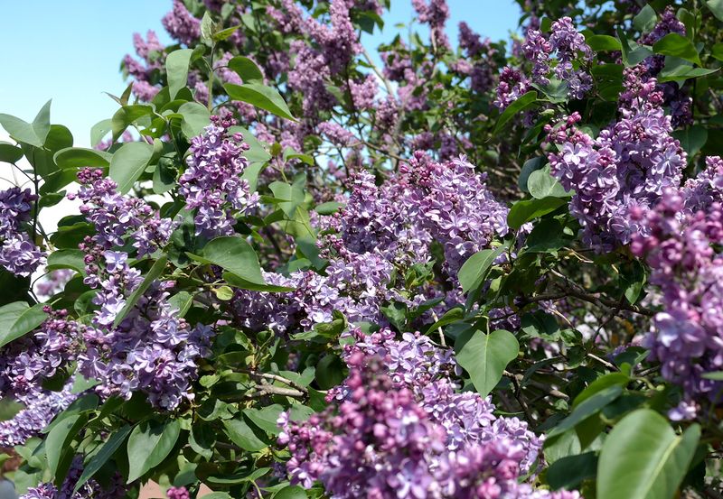 Файл:Сирень Violetta соцветия 2021-05-24.jpg