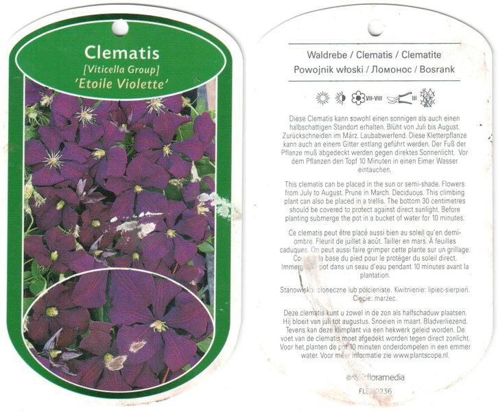 Файл:Clematis viticella Etoile Violette label 2011 02 13.jpg
