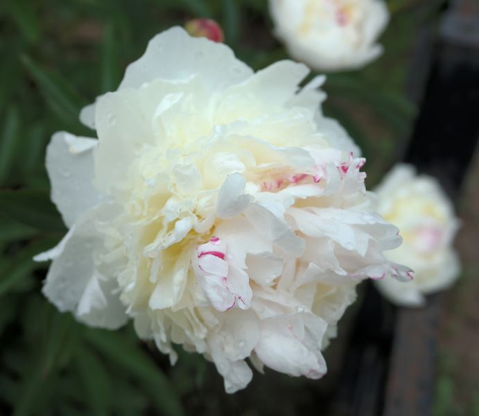 Файл:Paeonia белый с хохолком flower 2017-07-02.jpg