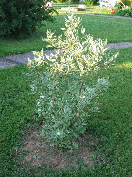 Файл:Cornus alba Sibirica variegata 2011 06 13.jpg