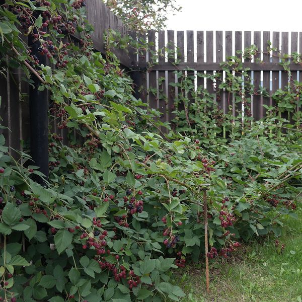 Файл:Rubus Thorn Free 2014-08-31.jpg
