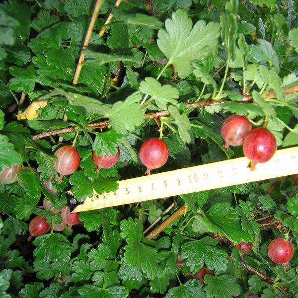 Файл:Ribes uva-crispa Краснославянский 2012 07 21.jpg