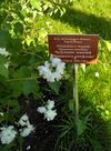 Minnesota snowflake, Ботанический сад МГУ, 2017-07-10