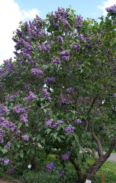 Файл:Сирень Violetta куст 2021-05-24.jpg