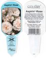 Роза Aspirin-Rose, этикетка