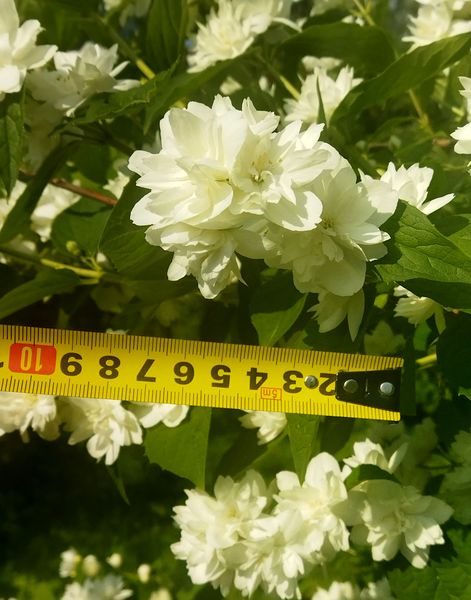 Файл:Чубушник Зоя Космодемьянская цветки 2022-06-28.jpg