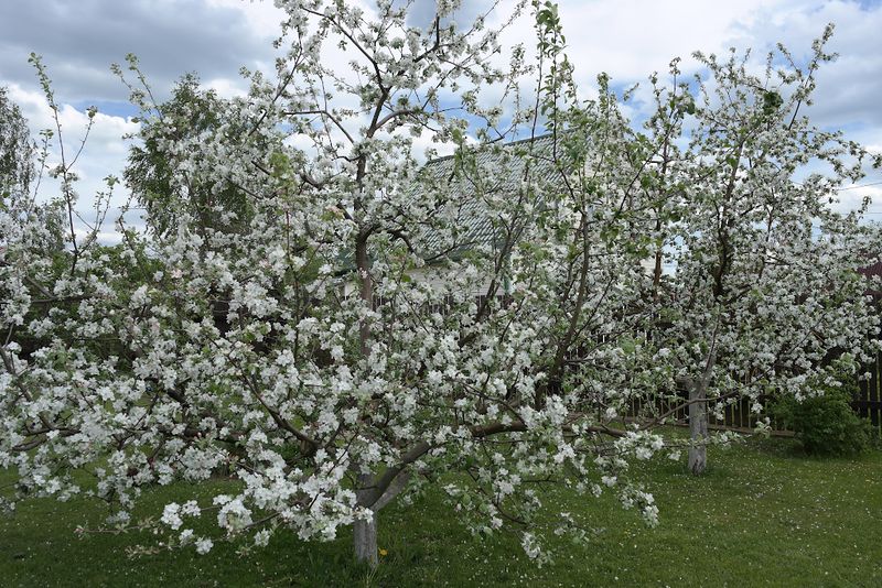 Файл:Яблоня Юный натуралист цветение 2021-05-23.jpg