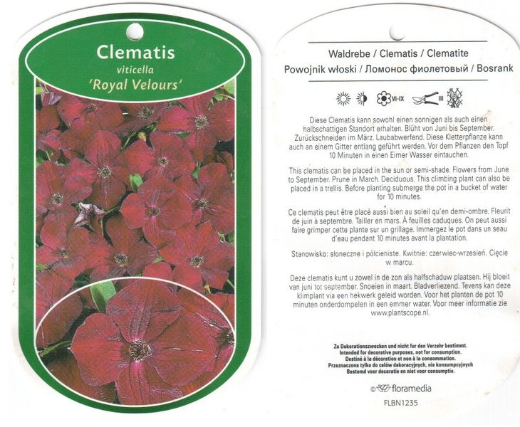 Файл:Clematis viticella Royal Velours label 2011 02 13.jpg