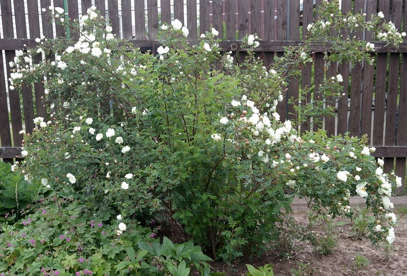 Файл:Rosa spinosissima Double White куст 2020-06-15.jpg