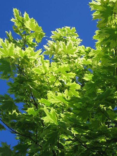 Файл:Acer platanoides Drummondii leafs 2013 06 02.jpg