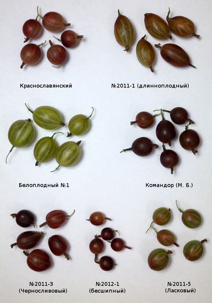 Файл:Ribes uva-crispa fruits 2015-07-19.jpg