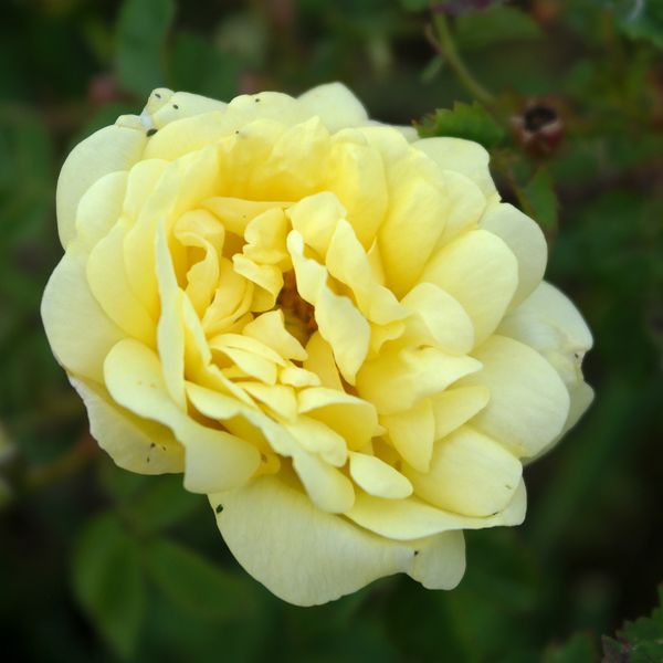 Файл:Rosa William's Double Yellow 2020-06-17.jpg