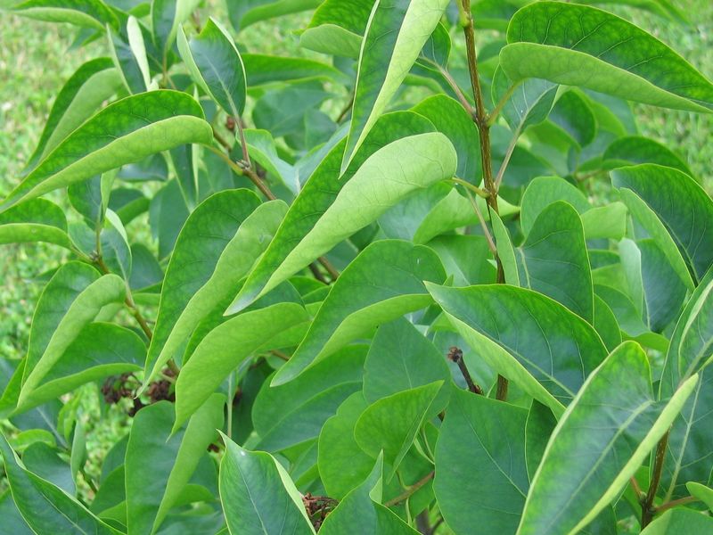 Файл:Syringa vulgaris Надежда yellowing between the leaf veins 2012 06 26.jpg