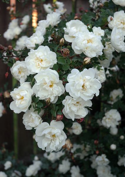 Файл:Rosa spinosissima Double White цветки 2020-06-17.jpg