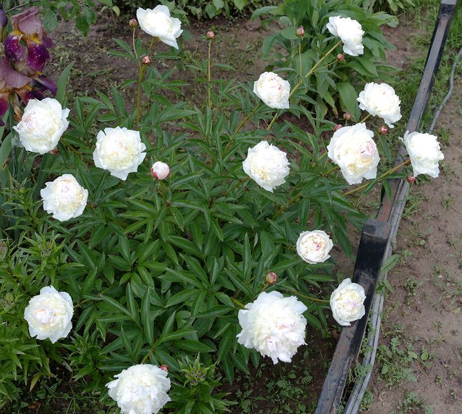 Файл:Paeonia белый с хохолком 2017-07-02.jpg