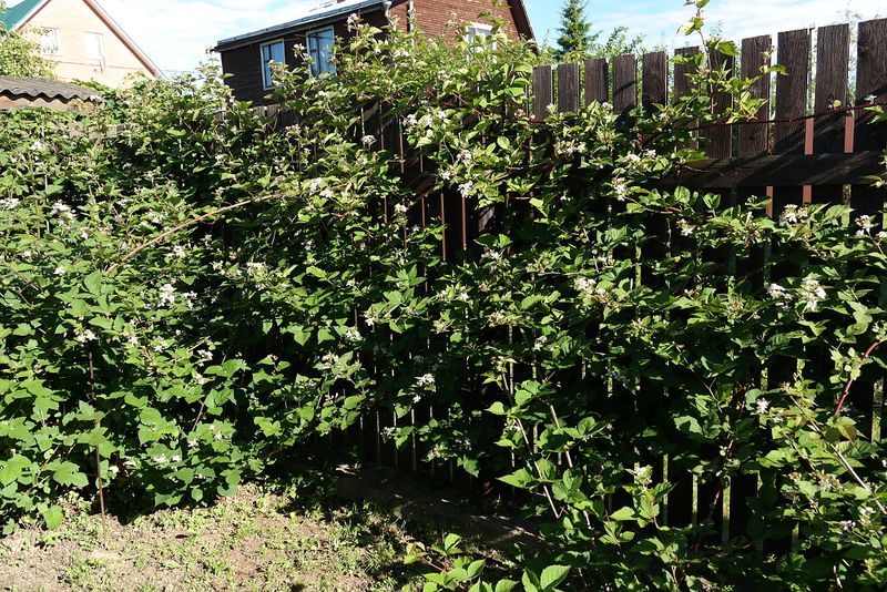 Файл:Rubus Thornfree 2017-07-24.jpg