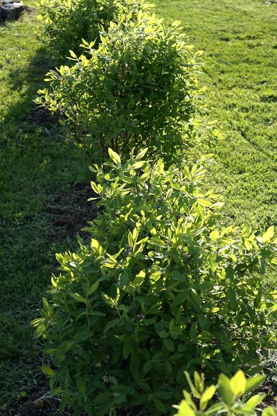 Файл:Lonicera hedge 2016-05-14.jpg