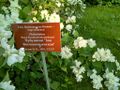 Ботанический сад МГУ, 2017-07-10