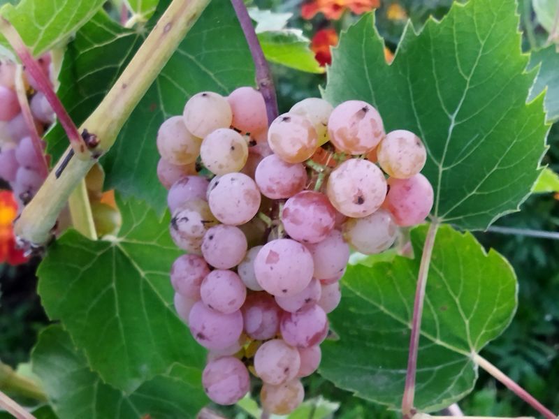 Файл:Виноград Somerset Seedless 2021-08-14.jpg