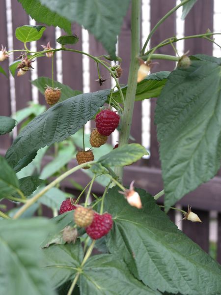 Файл:Rubus №2005-1 2014-08-31 №1.jpg