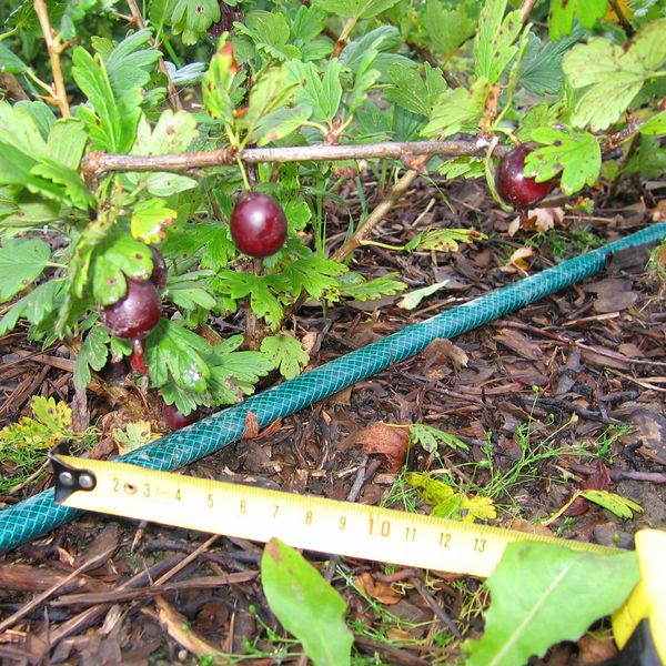 Файл:Ribes uva-crispa №2011-3 2012 07 21.jpg