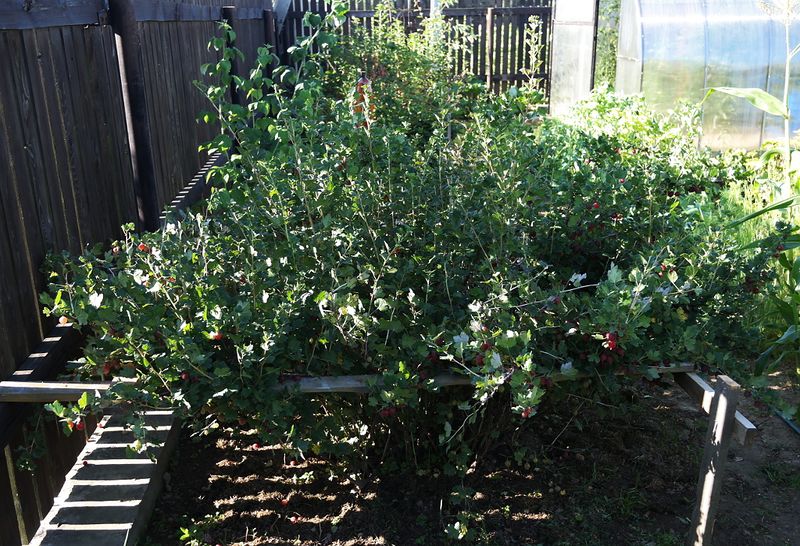Файл:Ribes uva-crispa Краснославянский shrub 2015 07 26.jpg