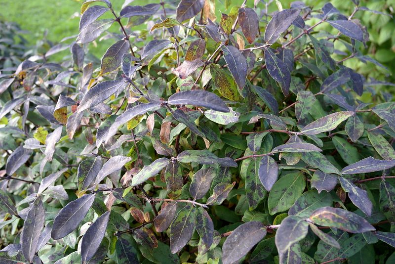 Файл:Lonicera leafs 2017-09-09.jpg