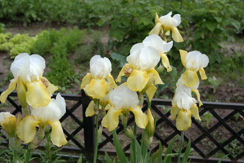 Файл:Iris бело-жёлтый 2017-07-02.jpg