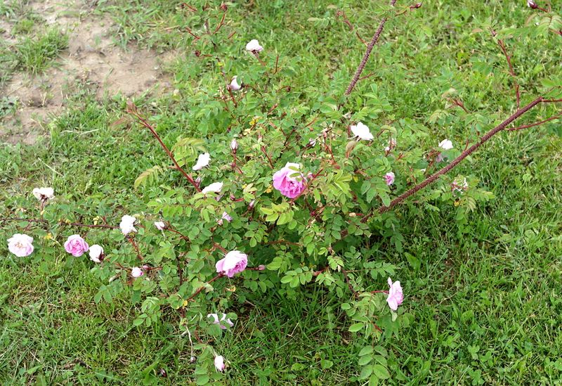 Файл:Rosa spinosissima Poppius куст 2020-06-15.jpg