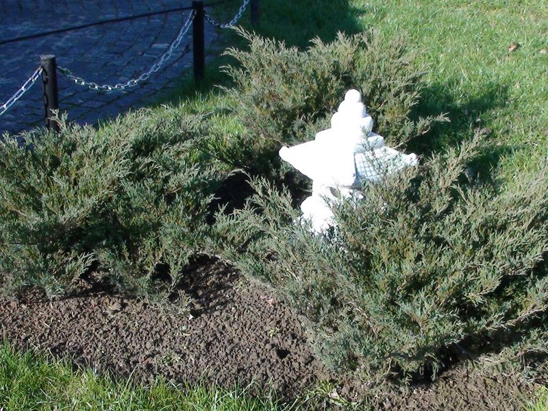 Файл:Juniperus sabina 2010 10 24.jpg