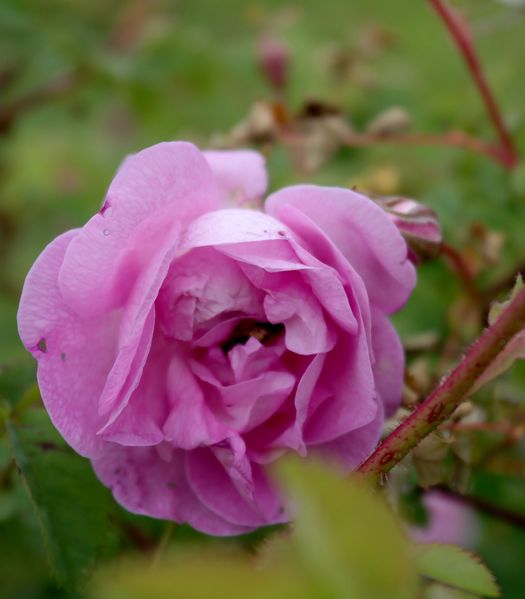 Файл:Rosa spinosissima Poppius цветок 2020-06-15.jpg