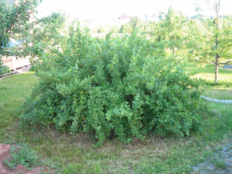 Файл:Ribes uva-crispa Negus 2009 06 21.jpg