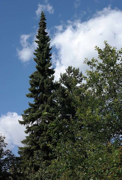 Файл:Picea omorica общий вид СПб 2015-08-23.jpg