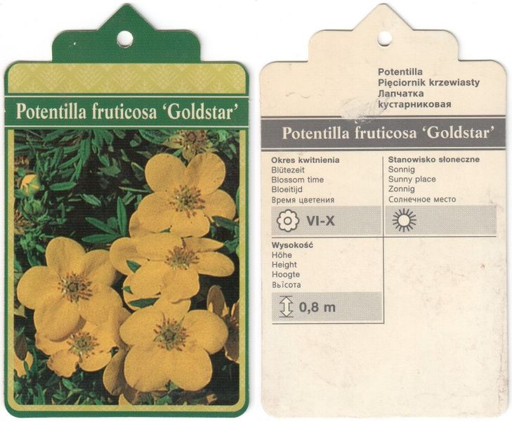 Файл:Potentilla fruticosa Goldstar label 2011 02 13.jpg